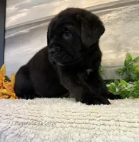 Green Boy , a male Cane Corso for sale in East Bend, NC – 2 of 5