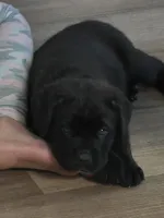 Green Boy , a male Cane Corso for sale in East Bend, NC – 5 of 5