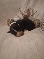 Scottie, a male Border Collie for sale in Stuart, VA – Photo 4 of 5