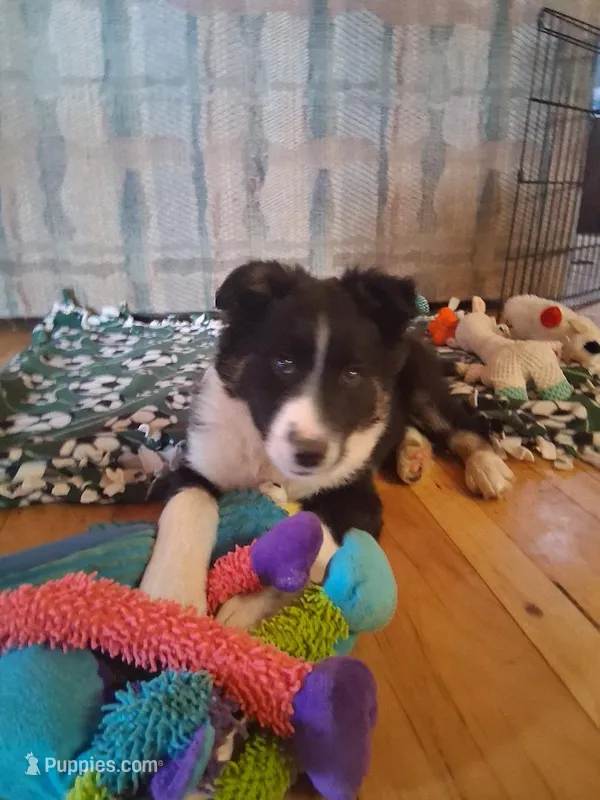 Scottie – Border Collie puppy for sale in Stuart, VA