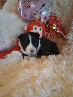 Scottie, a male Border Collie for sale in Stuart, VA – Photo 3 of 5