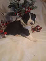 Scottie, a male Border Collie for sale in Stuart, VA – Photo 2 of 5