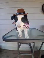 Scottie, a male Border Collie for sale in Stuart, VA – Photo 5 of 5