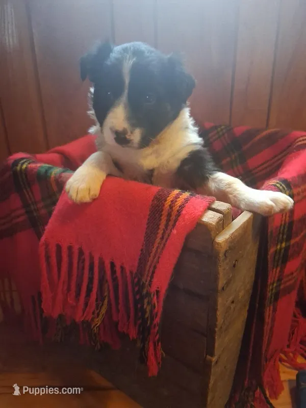 Scottie – Border Collie puppy for sale in Stuart, VA