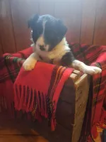 Scottie, a male Border Collie for sale in Stuart, VA – Photo 1 of 5