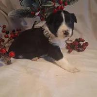 Scottie, a male Border Collie for sale in Stuart, VA – Photo 3 of 4