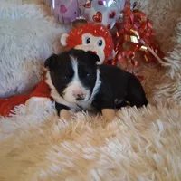 Scottie, a male Border Collie for sale in Stuart, VA – Photo 2 of 4