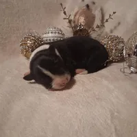 Scottie, a male Border Collie for sale in Stuart, VA – Photo 4 of 4