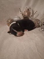 processed/946885c9-de9c-4cdc-8820-b05cda7e436a/listing/624747bd-f8ad-445f-a266-f4042b16faff/bbc62396-6f80-4a30-ab80-d64833e62b53