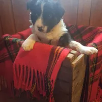 Scottie, a male Border Collie for sale in Stuart, VA – Photo 1 of 4