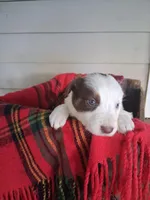 Rose, a female Border Collie for sale in Stuart, VA – Photo 1 of 2