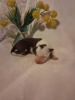 Rose, a female Border Collie for sale in Stuart, VA – Photo 2 of 2