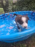 Dakota, a male Border Collie for sale in Stuart, VA – Photo 3 of 4