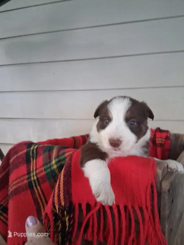 Dakota, a male Border Collie for sale in Stuart, VA – Photo 1 of 4