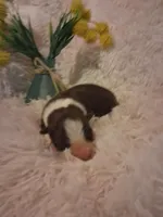 Dakota, a male Border Collie for sale in Stuart, VA – Photo 2 of 4