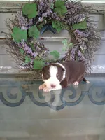 Dakota, a male Border Collie for sale in Stuart, VA – Photo 4 of 4