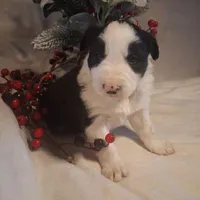 Champ, a male Border Collie for sale in Stuart, VA – Photo 5 of 7