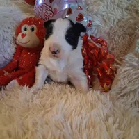 Champ, a male Border Collie for sale in Stuart, VA – Photo 4 of 7