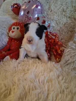 processed/946885c9-de9c-4cdc-8820-b05cda7e436a/listing/a620c8ee-ac99-409a-878f-8c5e037cf16e/82c4e51b-a384-41ea-8f14-f2d4c3064b1f