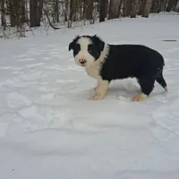 Champ, a male Border Collie for sale in Stuart, VA – Photo 7 of 7