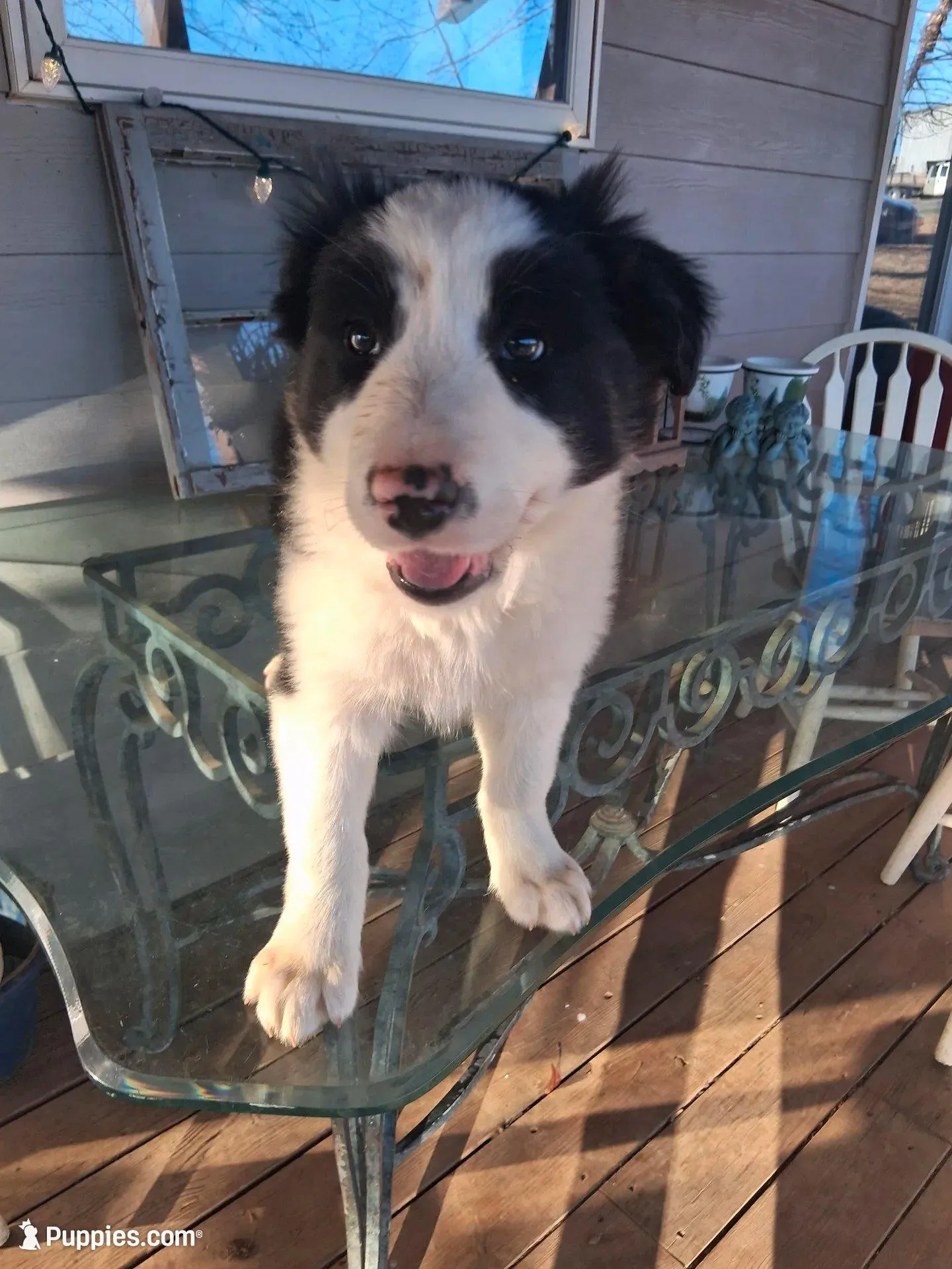 Champ, a male Border Collie for sale in Stuart, VA – Photo 3 of 7
