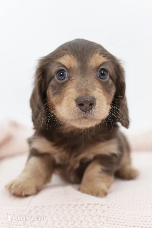 Anne – Dachshund puppy for sale in Frederick, CO