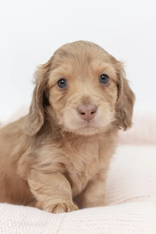 Knightley  – Dachshund puppy for sale in Frederick, CO
