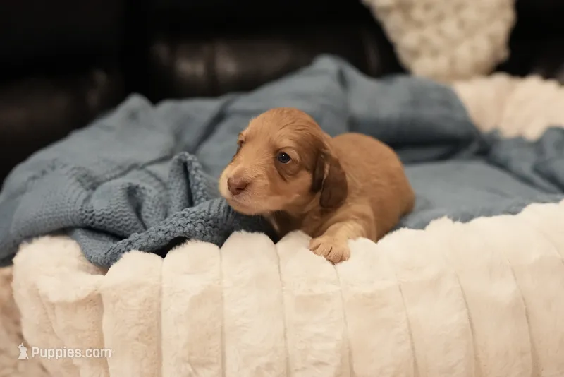 Elizabeth  – Dachshund puppy for sale in Frederick, CO