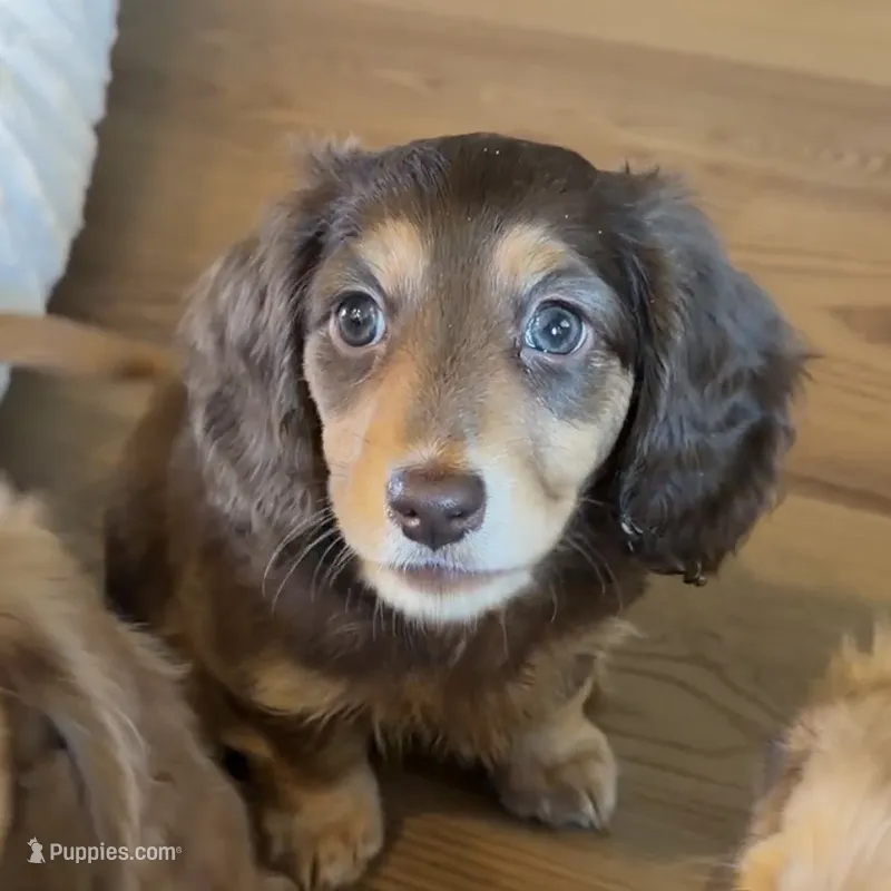 Anne – Dachshund puppy for sale in Frederick, CO