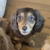 Anne, a female Dachshund for sale in Frederick, CO – 1 of 1