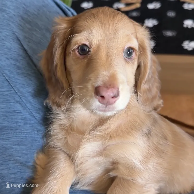 Knightley  – Dachshund puppy for sale in Frederick, CO