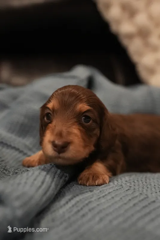 Anne – Dachshund puppy for sale in Frederick, CO