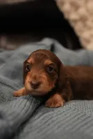 Anne, a female Dachshund for sale in Frederick, CO – 1 of 1