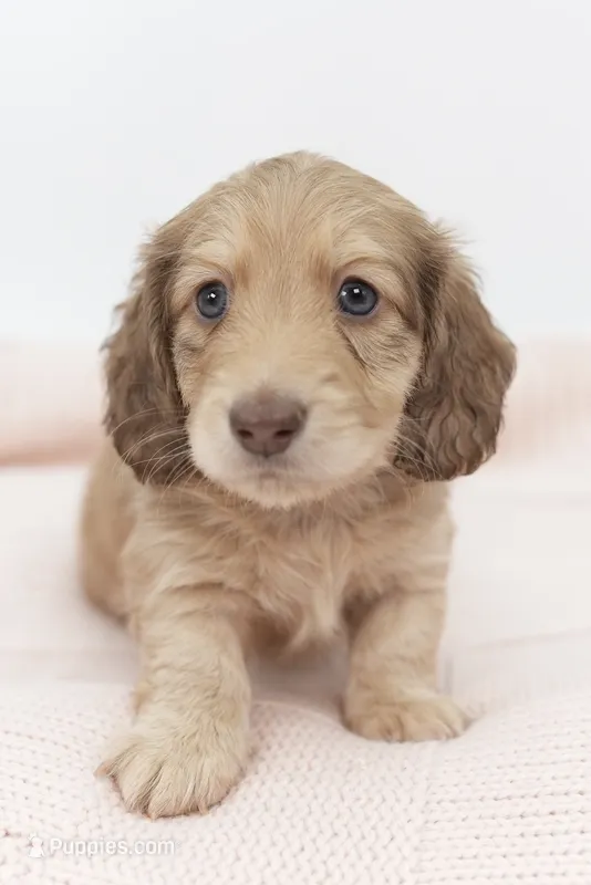 Elizabeth  – Dachshund puppy for sale in Frederick, CO