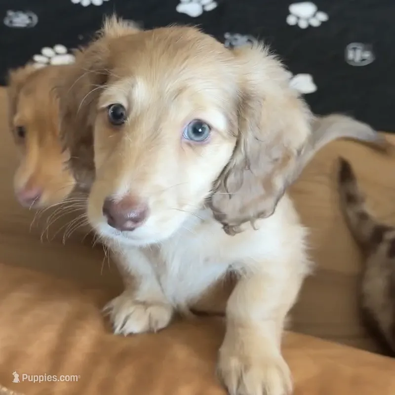 Elizabeth  – Dachshund puppy for sale in Frederick, CO