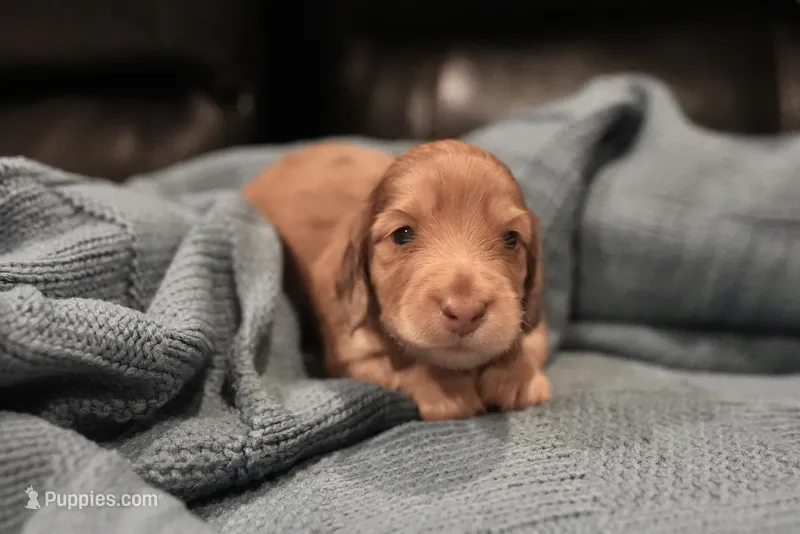 Knightley  – Dachshund puppy for sale in Frederick, CO