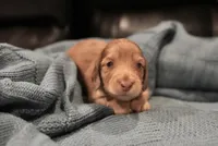 Knightley , a male Dachshund for sale in Frederick, CO – 1 of 1