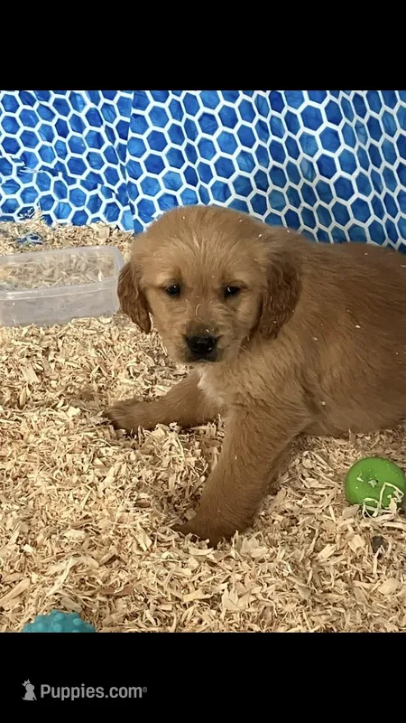 Maverick  – Golden Retriever puppy for sale in Saint Louisville, OH