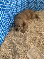 Maverick , a male Golden Retriever for sale in Saint Louisville, OH – Photo 2 of 3