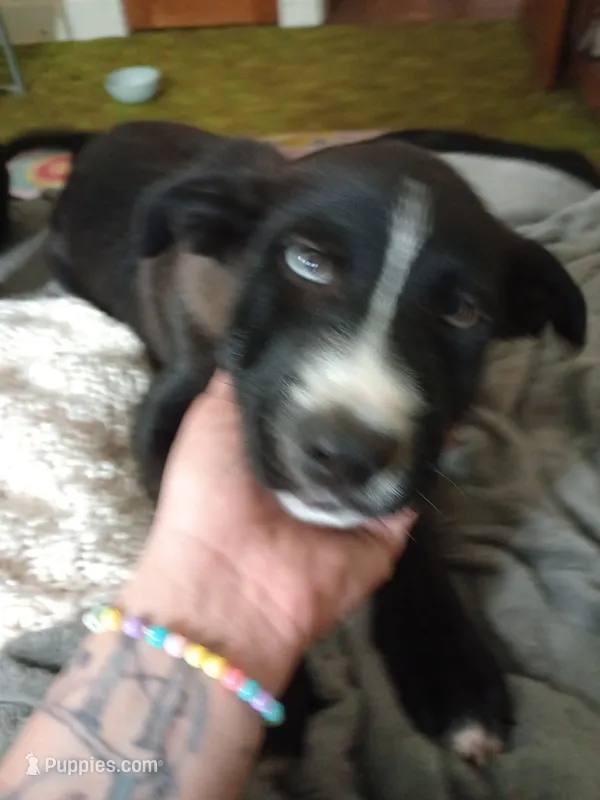 Shepherdlab mix huskypit