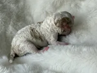 AKC Cider - Male - Clear DNA Tested parentage OFA, a male Poodle - Toy  for sale in Tampa, FL – 5 of 6