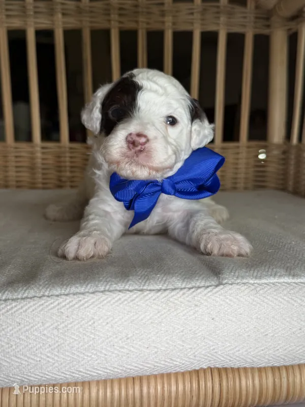 AKC Spanky 🐩 Genetically Clear  – Poodle - Toy  puppy for sale in Tampa, FL