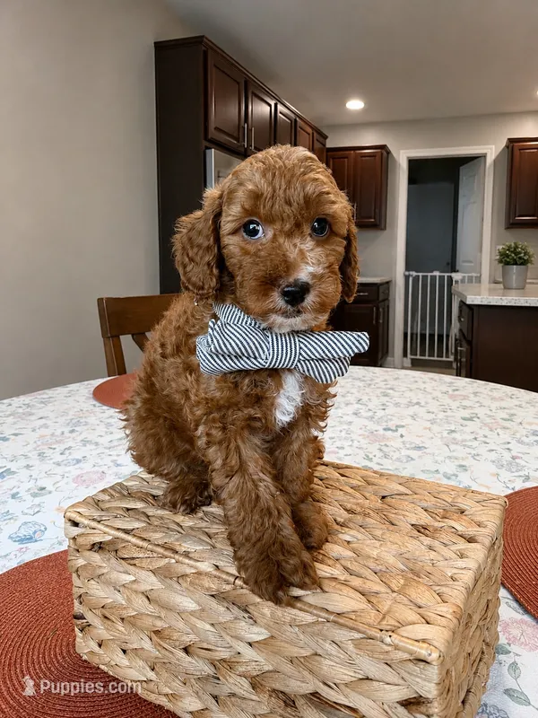 Shadow - Ready today!  – Poodle - Toy  puppy on hold in Tampa, FL