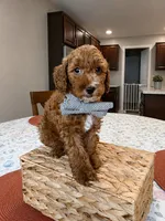 Shadow - Ready today! , a male Poodle - Toy  for sale in Tampa, FL – 1 of 1