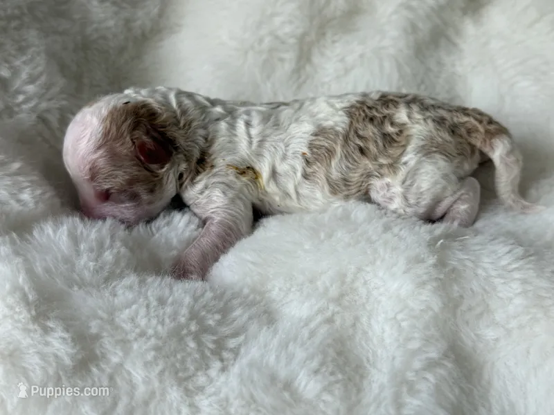 AKC Honey - Female - Clear DNA Tested parentage OFA  – Poodle - Toy  puppy for sale in Tampa, FL