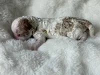 AKC Honey - Female - Clear DNA Tested parentage OFA , a female Poodle - Toy  for sale in Tampa, FL – 1 of 4