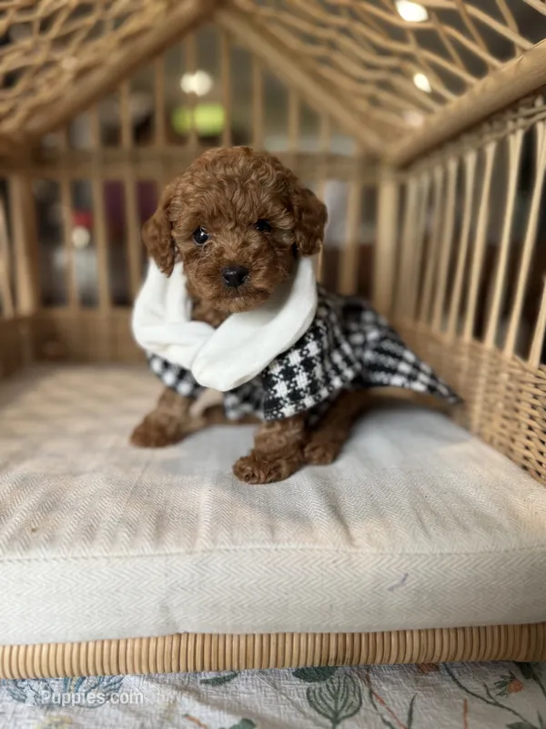 Sassy  – Poodle - Toy  puppy for sale in Tampa, FL