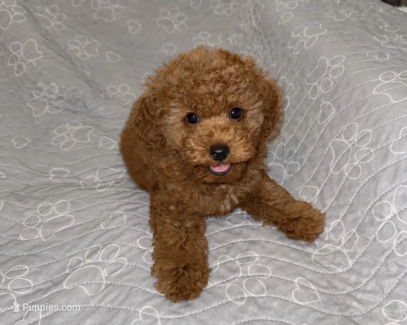 Chance - Ready today!  – Poodle - Toy  puppy for sale in Tampa, FL