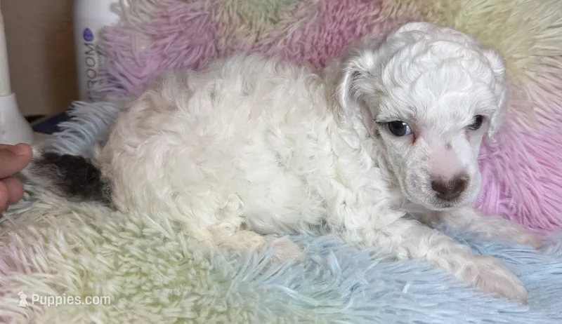 AKC Alfalfa  🐩 Blue/Hazel eyes  – Poodle - Toy  puppy for sale in Tampa, FL