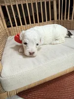 AKC Alfalfa  🐩 Blue eyes , a male Poodle - Toy  for sale in Tampa, FL – 7 of 8
